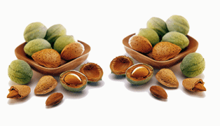 Walnut Chocolates.